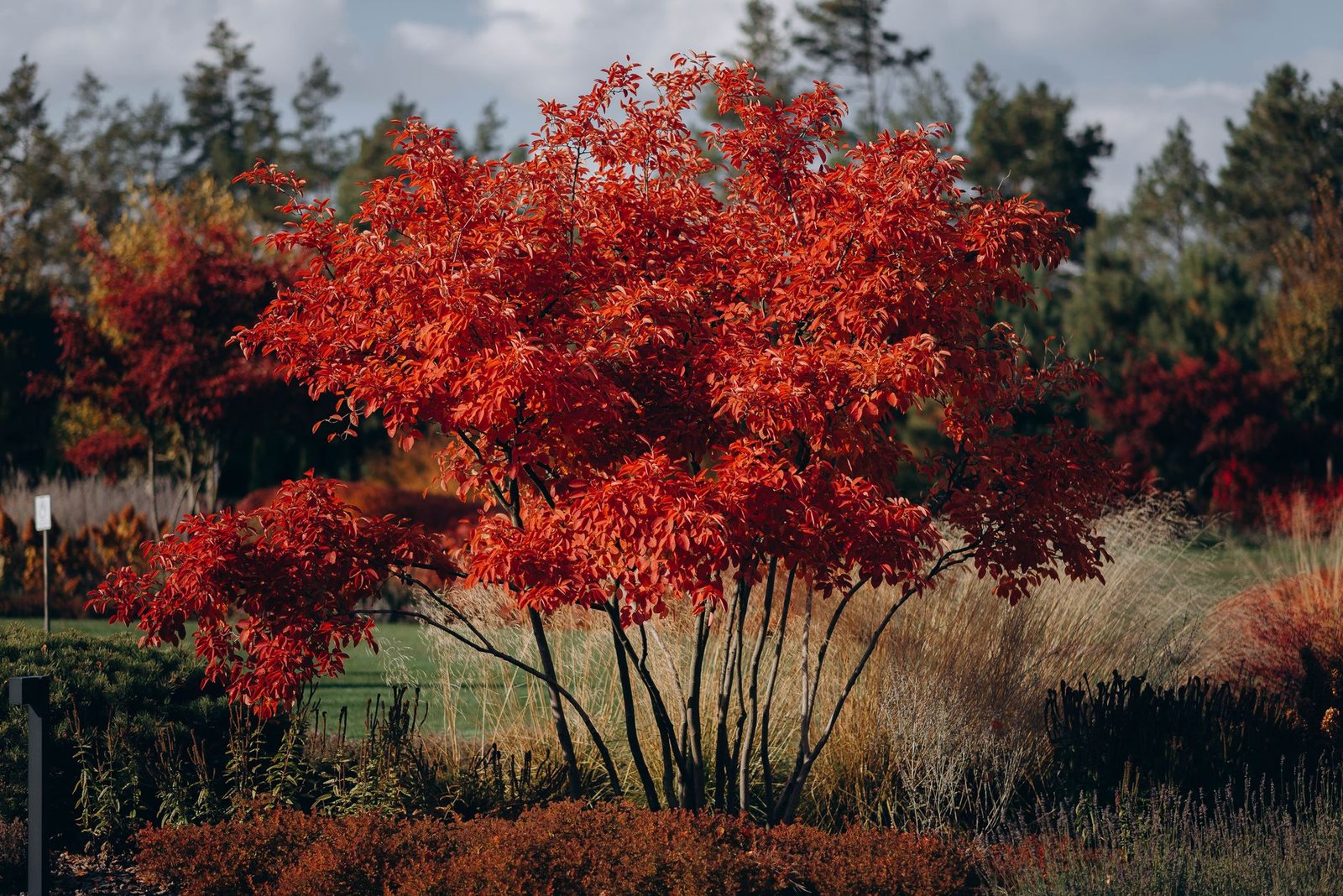 beautiful maple acer tree in full autumn color