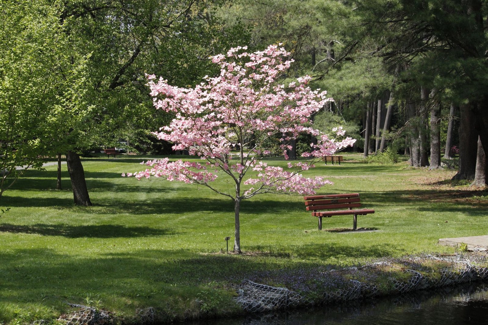 Dogwood