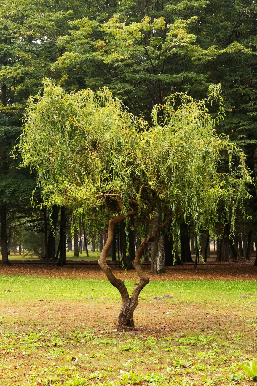 Small Weeping Tree