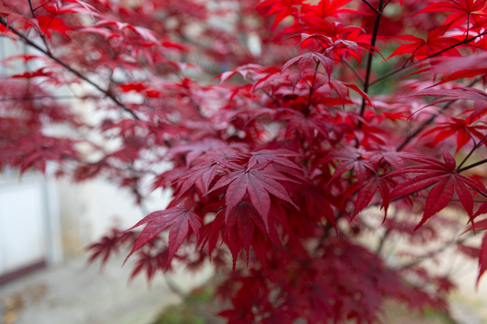 vibrant red japanese maple leaves in autumn